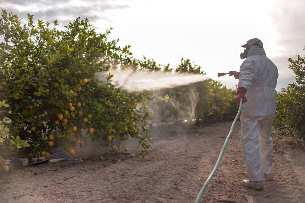 Best Pest Control Near Me  in Cave Creek, AZ