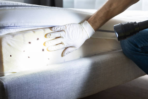 Best Best Pest Control Companies  in Cave Creek, AZ