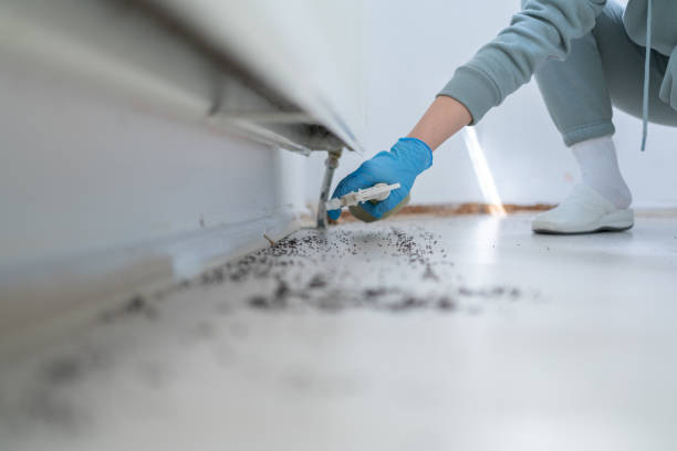 Best Pest Removal Services  in Cave Creek, AZ